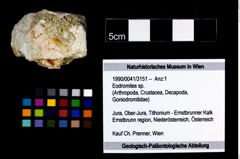 Foto (Objekt + Etikett) von Eodromites sp.  (NHMW-GEO-1990-0041-3151)